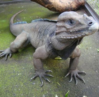 Zagrożony wyginięciem legwan nosorogi (Cyclura cornuta)