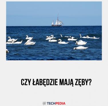 Czy łabędzie mają zęby?