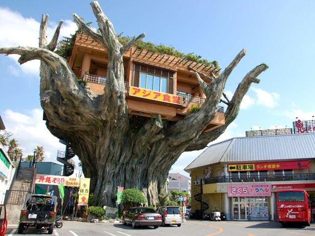 Restauracja Tree House na Okinawie w Japonii