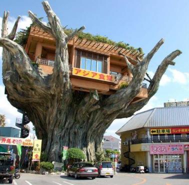 Restauracja "Tree House" na Okinawie w Japonii