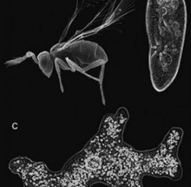 Trzeci najmniejszy znany owad, obok ameby (organizm jednokomórkowych)