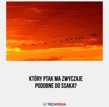 Który ptak ma zwyczaje podobne do ssaka?