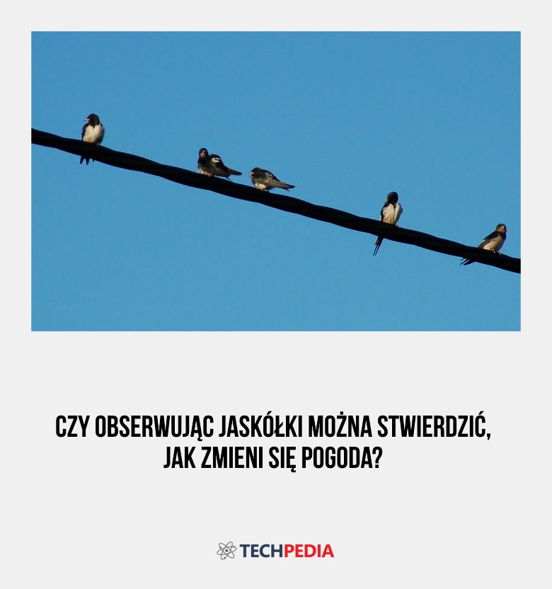 Czy obserwując jaskółki można stwierdzić, jak zmieni się pogoda?