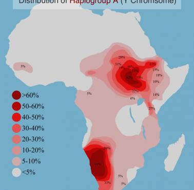 Dystrybucja haplogrupy A w Afryce