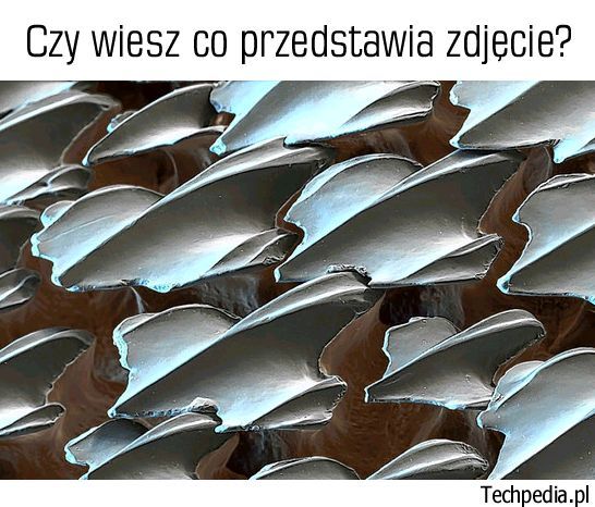 Co jest na zdjęciu?