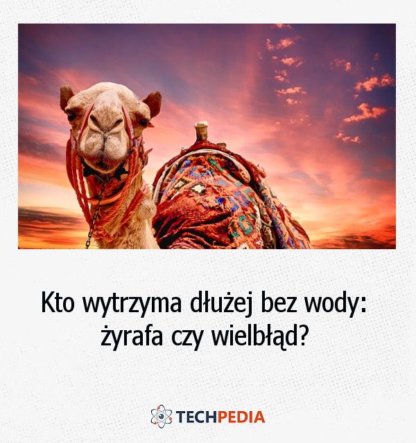 Kto wytrzyma dłużej bez wody: żyrafa czy wielbłąd?