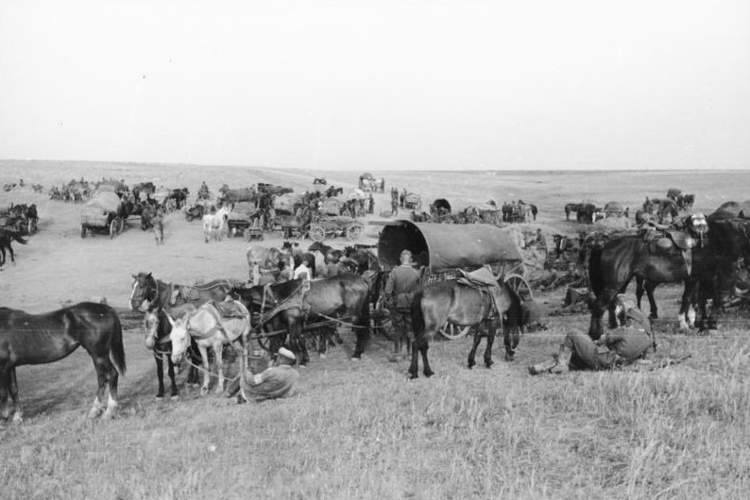 Tabory konne w Wehrmachcie do 1943 stanowiły większość w dywizjach piechoty