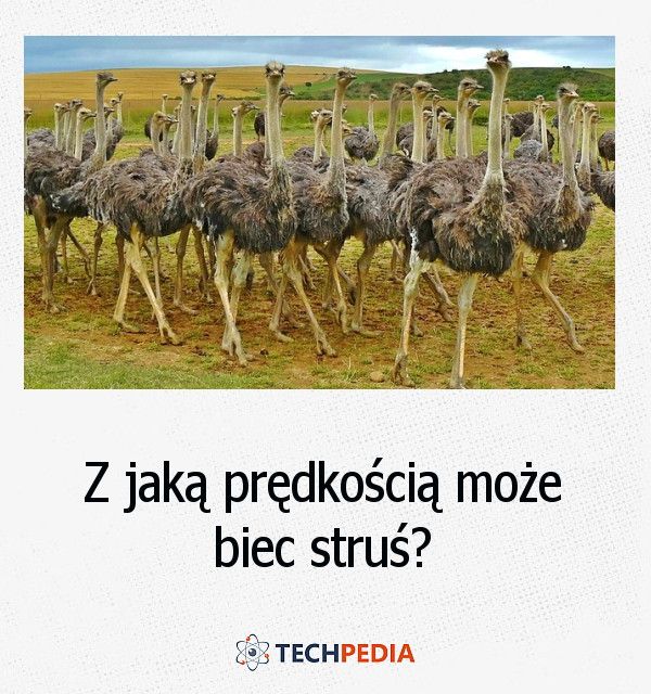 Z jaką prędkością może biec struś?