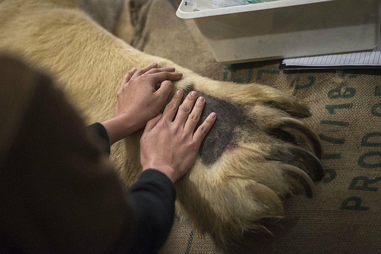 Łapa niedźwiedzia polarnego (Ursus maritimus) w porównaniu do ludzkiej ręki
