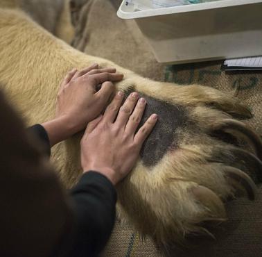 Łapa niedźwiedzia polarnego (Ursus maritimus) w porównaniu do ludzkiej ręki