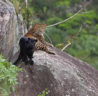 Samica (czarna pantera) i samiec, Nilgiris, Indie