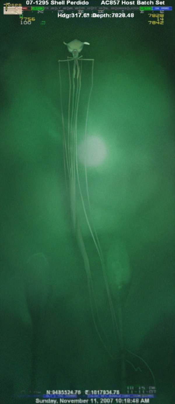 Kałamarnica (bigfin squid)