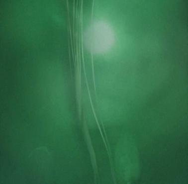 Kałamarnica (bigfin squid)