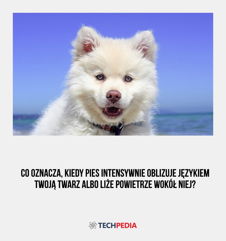 Co oznacza, kiedy pies intensywnie oblizuje językiem twoją twarz albo liże powietrze wokół niej?