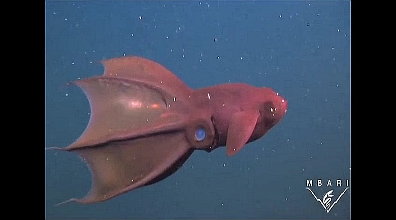 Wampirzyca piekielna (Vampyroteuthis infernalis) – gatunek głębinowego głowonoga (wideo)