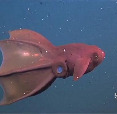 Wampirzyca piekielna (Vampyroteuthis infernalis) – gatunek głębinowego głowonoga (wideo)