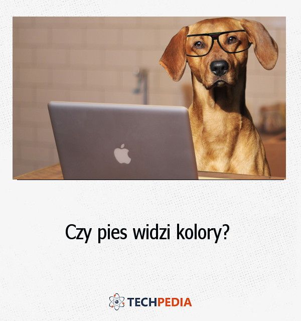 Czy pies widzi kolory?