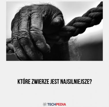 Które zwierzę jest najsilniejsze?