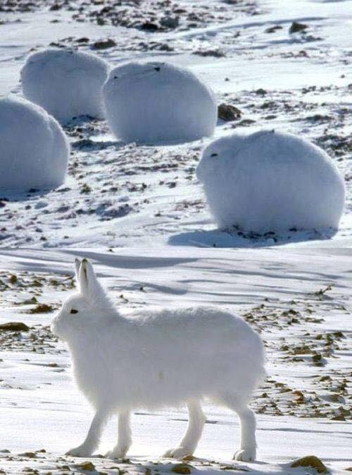 Zając polarny (Lepus arcticus)