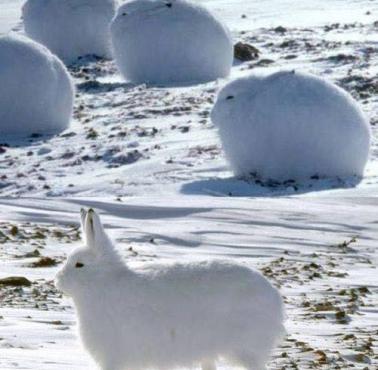 Zając polarny (Lepus arcticus)