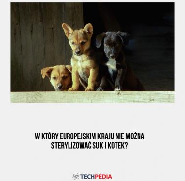 W który europejskim kraju nie można sterylizować suk i kotek?