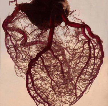 Ludzkie serce z odsłoniętymi tętnicami wieńcowymi i żyłami
