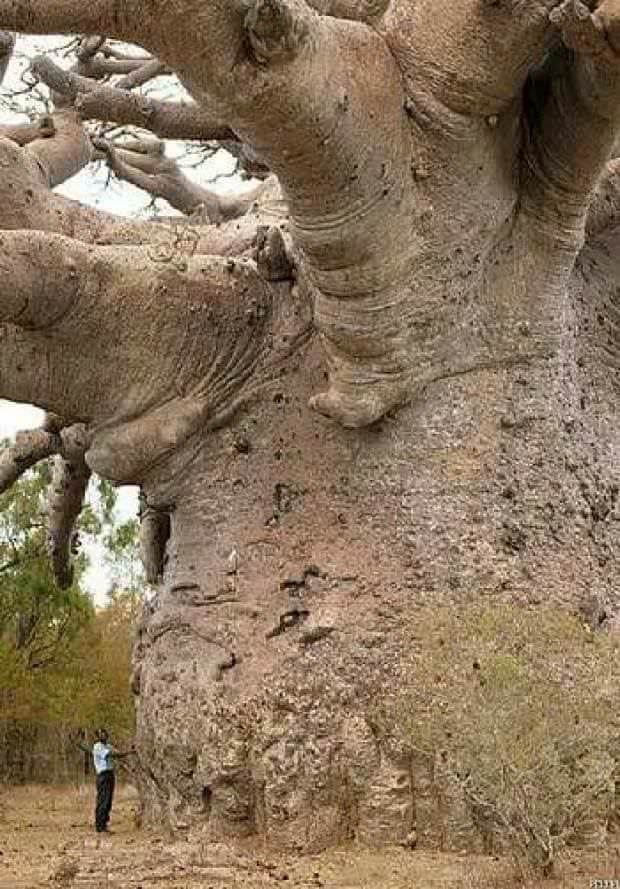 6000-letni baobab w Senegalu