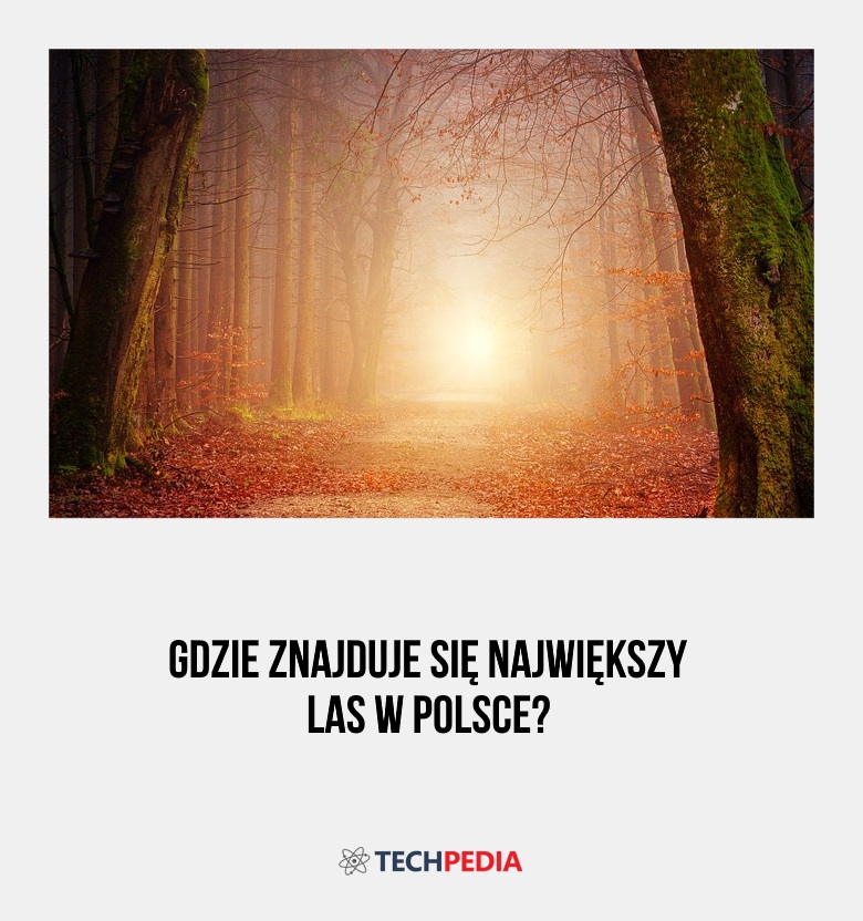Gdzie znajduje się największy las w Polsce?