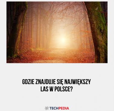 Gdzie znajduje się największy las w Polsce?
