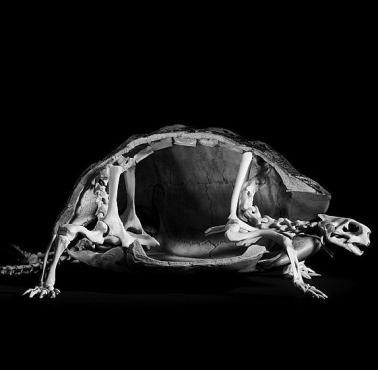 Szkielet żółwia greckiego (Testudo hermanni)