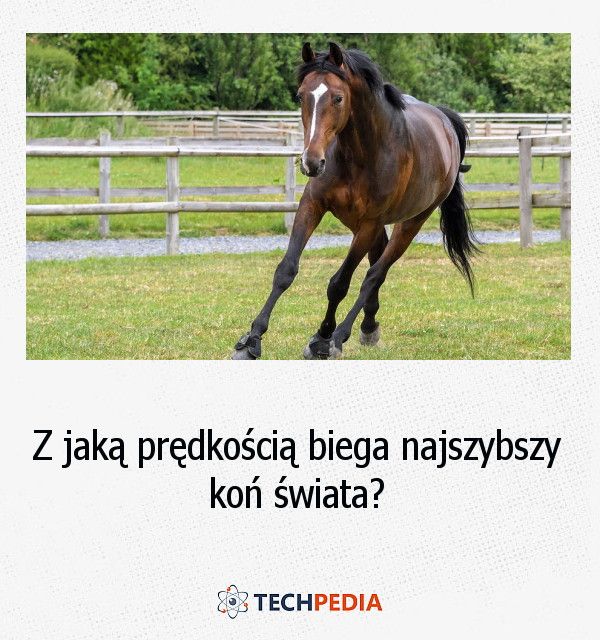 Z jaką prędkością biega najszybszy koń świata?