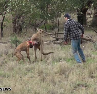 Kangur unieruchomił psa (kangury boją się psów dlatego atakują), właściciel biegnie na ratunek (wideo HD)