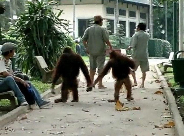 Para orangutanów (Pongo) spaceruje po parku w Saigonie, Wietnam, grudzień 2007