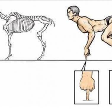 Gdyby ludzie chodzili jak konie