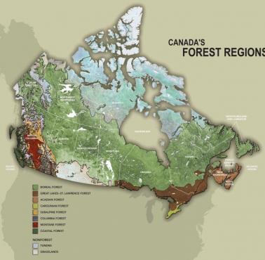 Lasy w Kanadzie