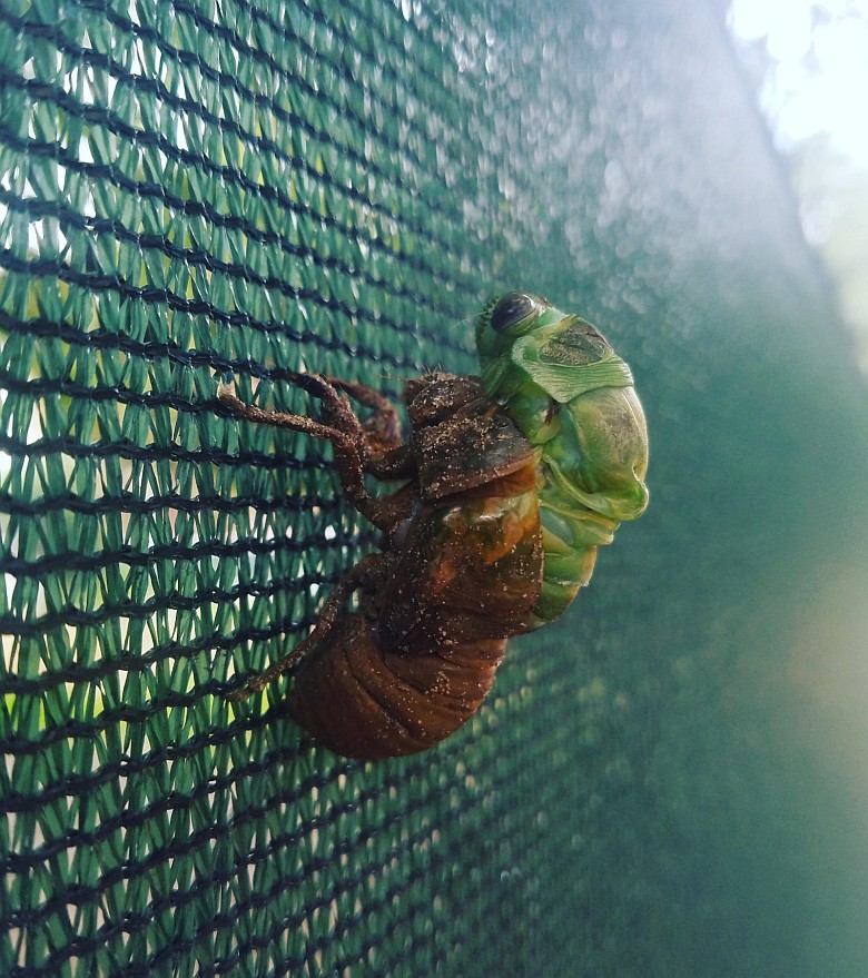 Cykada (Cicadidae) zrzuca skórę