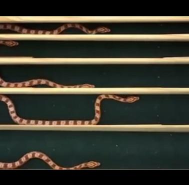 Poruszanie się węża między ścianami o różnych szerokościach (wideo)