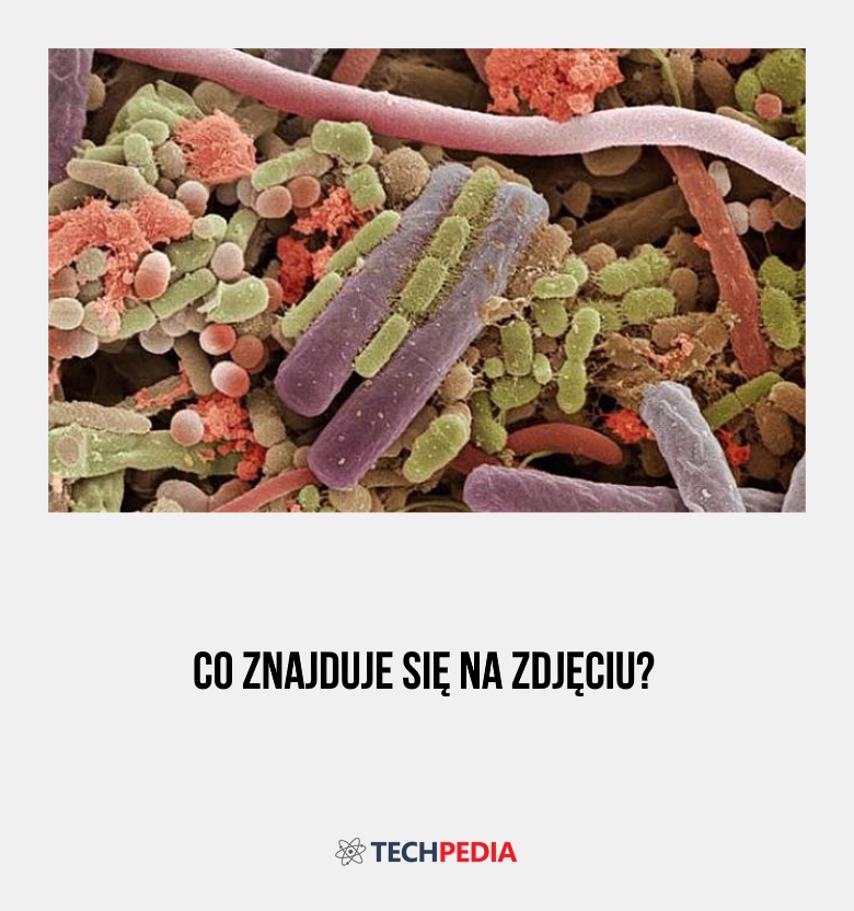 Co znajduje się na zdjęciu?