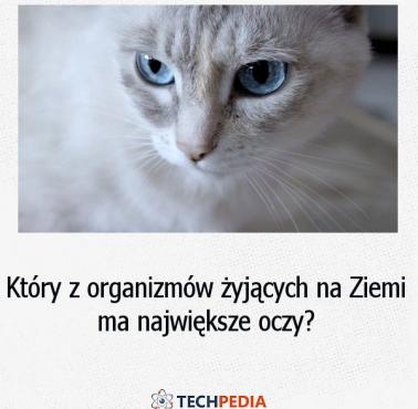 Który z organizmów żyjących na Ziemi ma największe oczy?