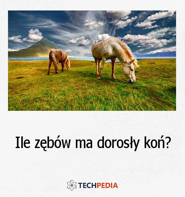 Ile zębów ma dorosły koń?