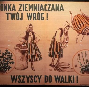 Oficjalne plakaty Ministerstwa Rolnictwa i Reform Rolnych o zrzuceniu przez amerykańskie samoloty stonki, 1950