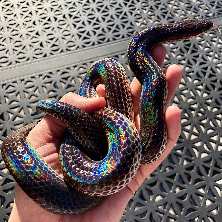 Jeden z najpiękniej ubarwionych węży - azjatycki tęczowiec (Xenopeltis unicolor)