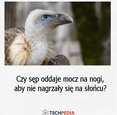 Czy sęp oddaje mocz na nogi, aby nie nagrzały się na słońcu?