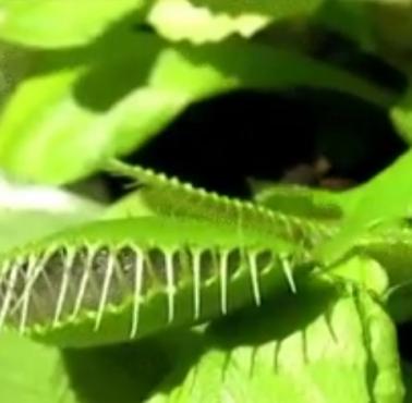 Ślimak ucieka z pułapki zastawionej przez muchołówkę (Dionaea) (wideo)
