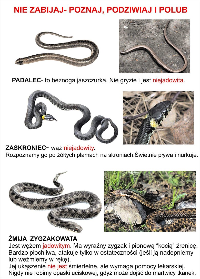 Będąc w lesie pamiętaj