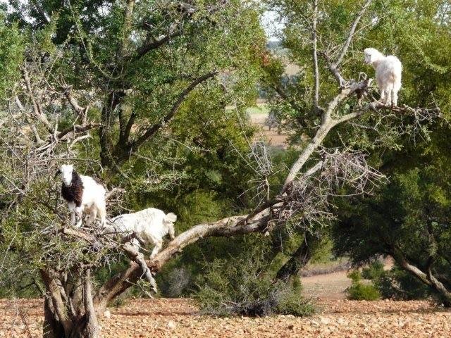 Marokańskie kozy nauczyły się wspinać po drzewach, aby zjadać owoce arganowe