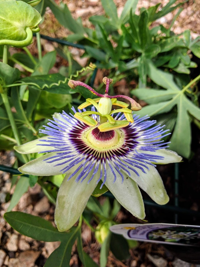 Męczennica błękitna (Passiflora caerulea L.)