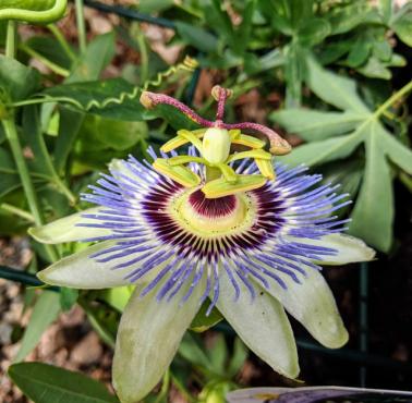 Męczennica błękitna (Passiflora caerulea L.)