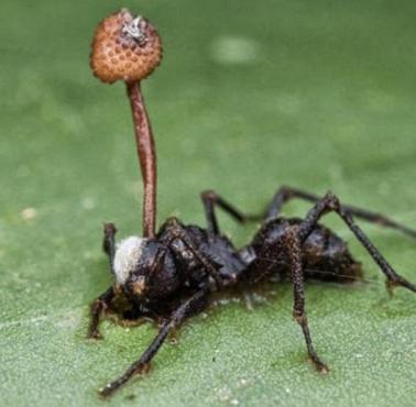 Ophiocordyceps unilateralis  - gatunek grzybów, który zmienia mrówki w zombie