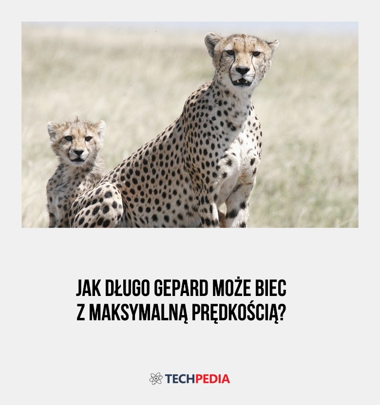 Jak długo gepard może biec z maksymalną prędkością?